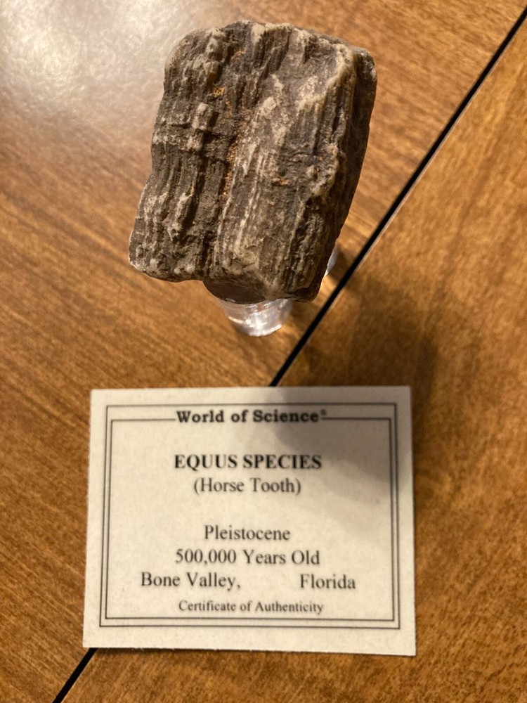 fossil horse tooth