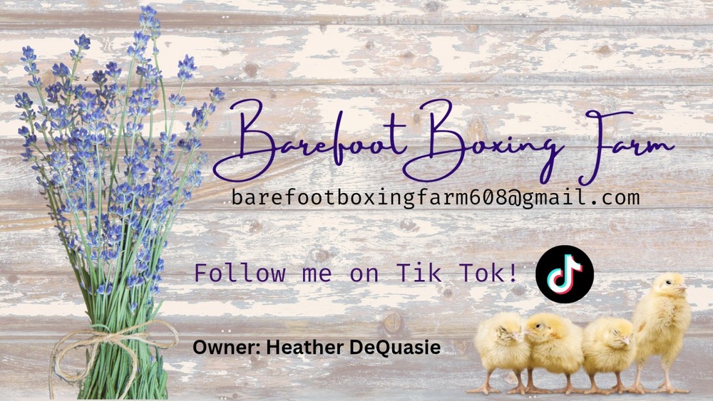 Mottled Houdan Hatching Eggs