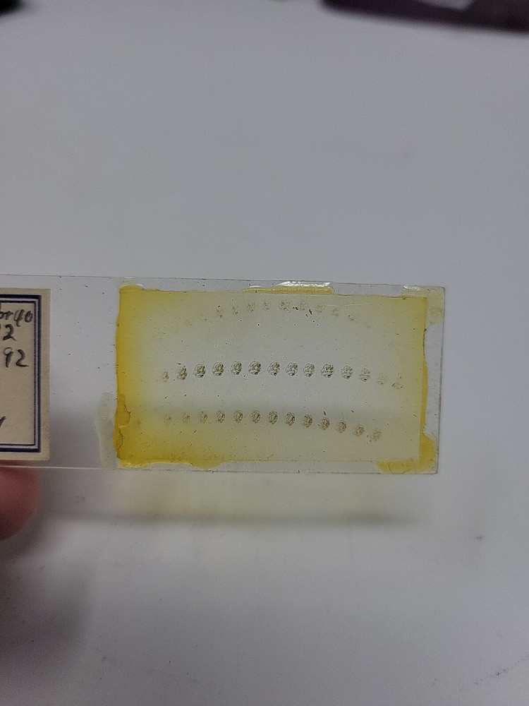 Vintage Microscope Slide 1941