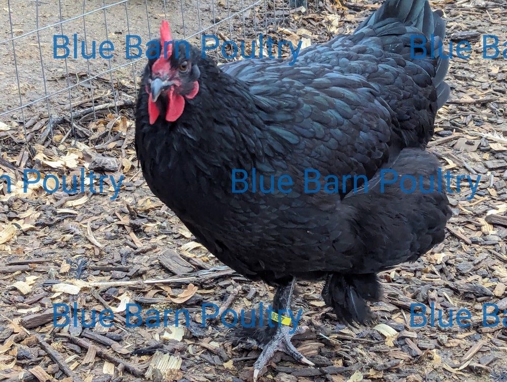 6 Lavender and Split to Solid Black Marans Chicken Hatching Eggs Purebred NPIP