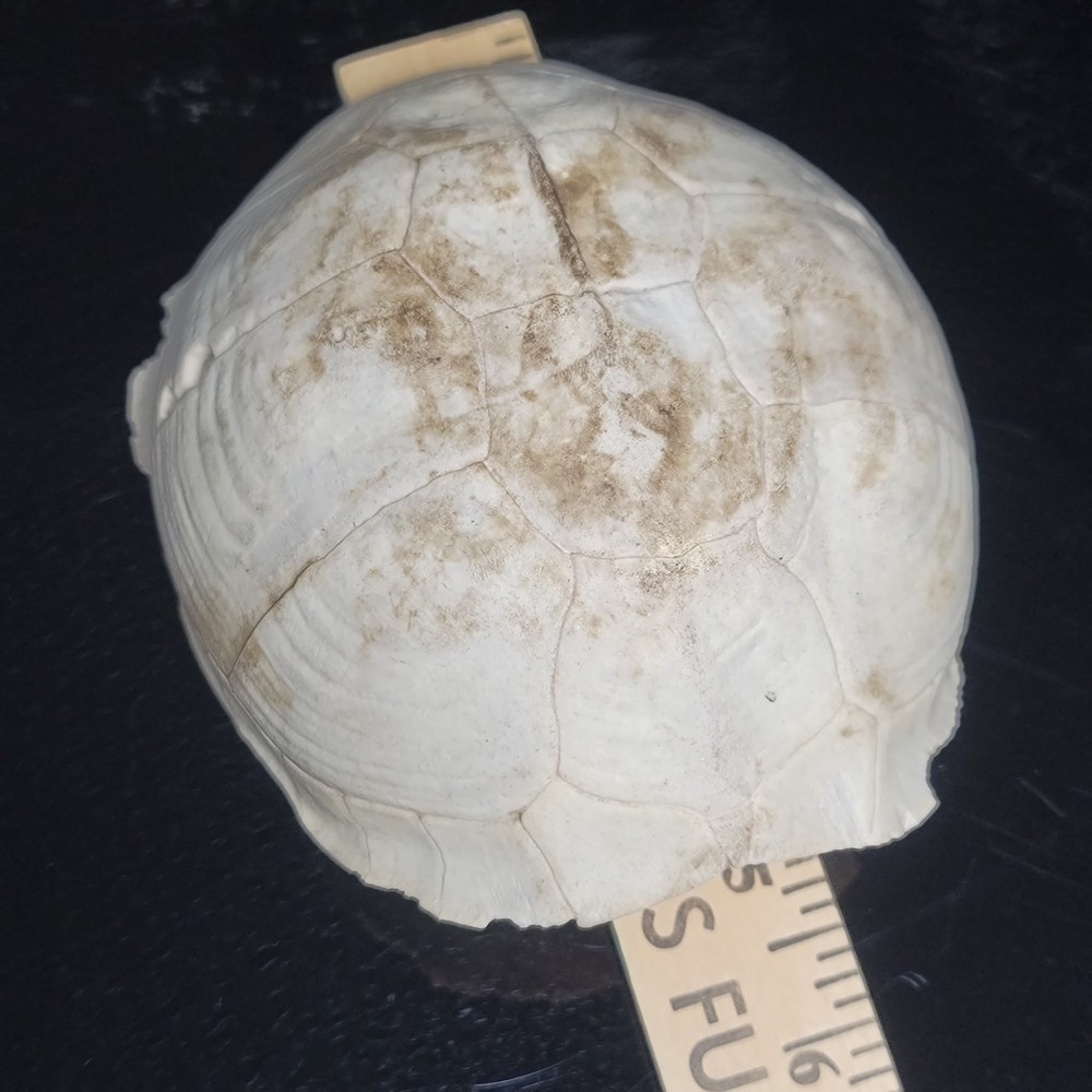 BLEACHED FOSSILIZED REPTILE BONE Skeleton TURTLE SHELL #1