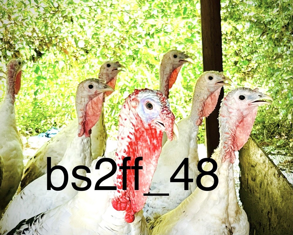 6 Royal Palm Turkey Hatching Eggs