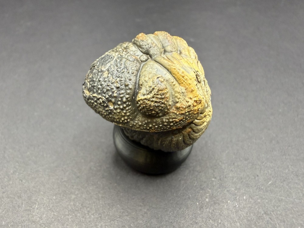 Enrolled Moroccops Trilobite