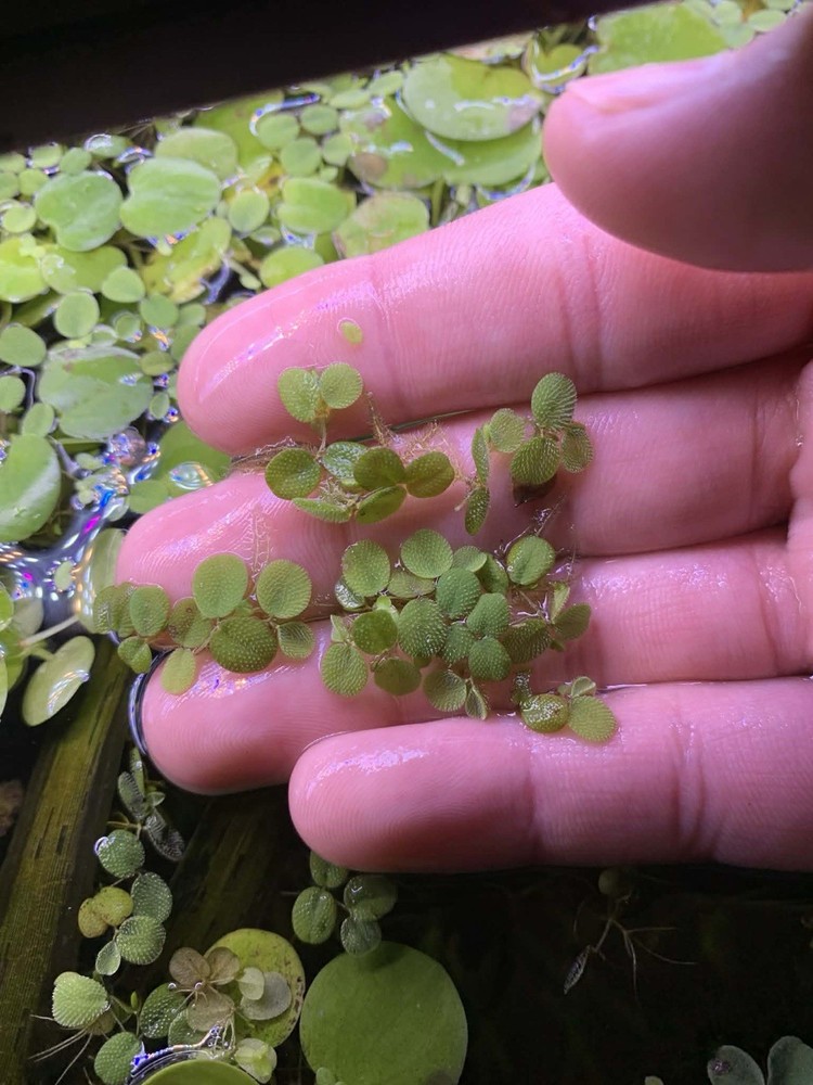Salvinia
