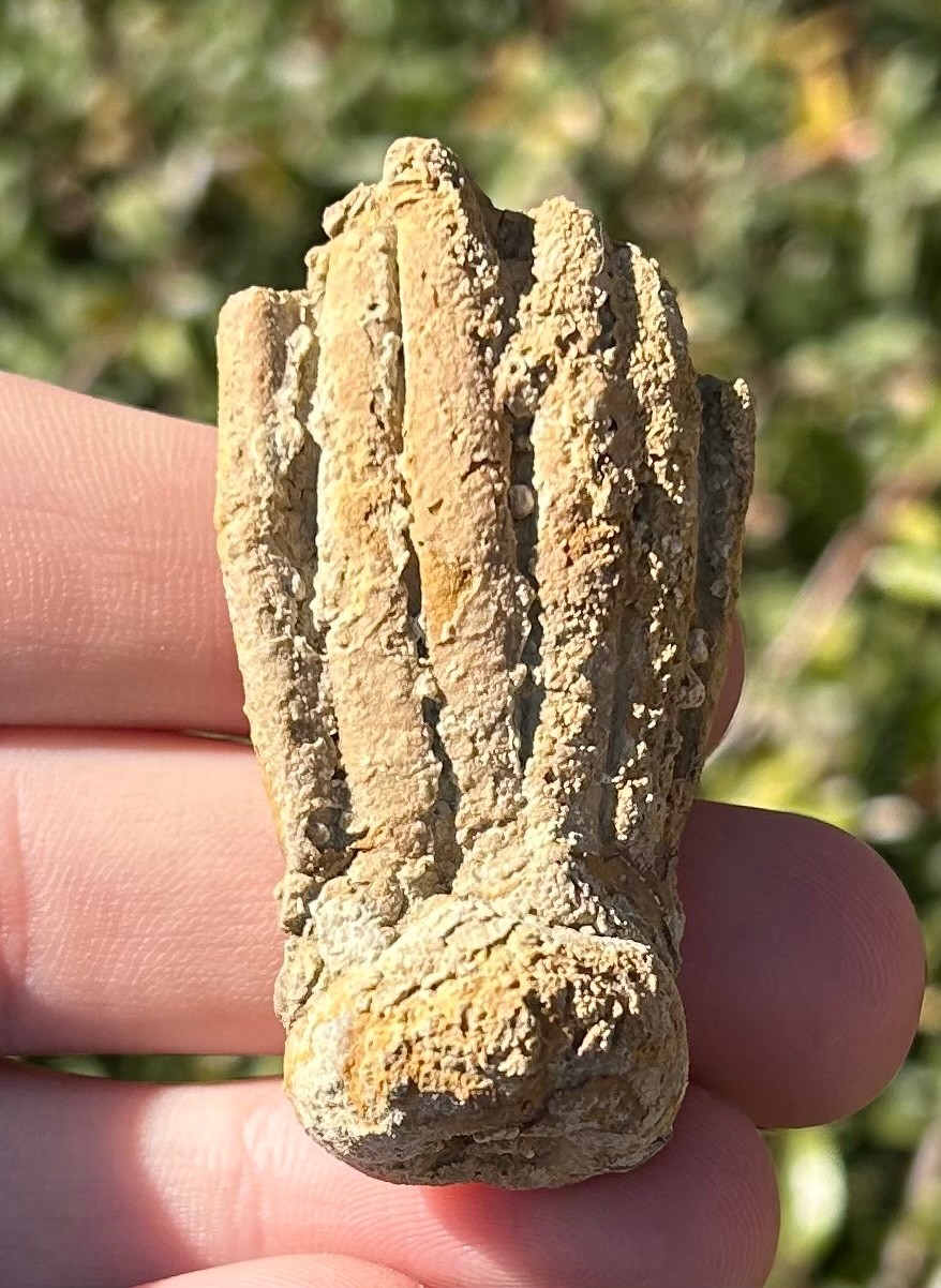 NICE Fossil Crinoid Phanocrinus bellulus Alabama Bangor Limestone Formation