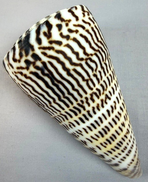 Conus Litteratus 108mm Large Cone Shell Zebra pattern Collector w/data Operculum