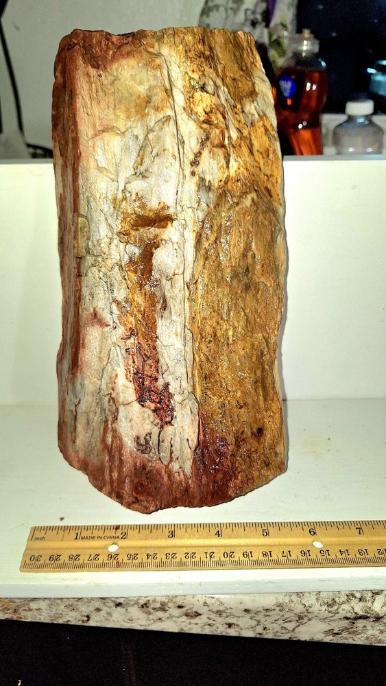Petrified Wood