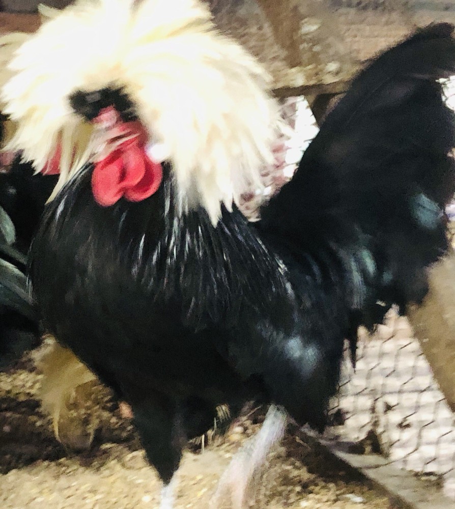 Polish Frizzle Hatching Eggs 15+ NPIP