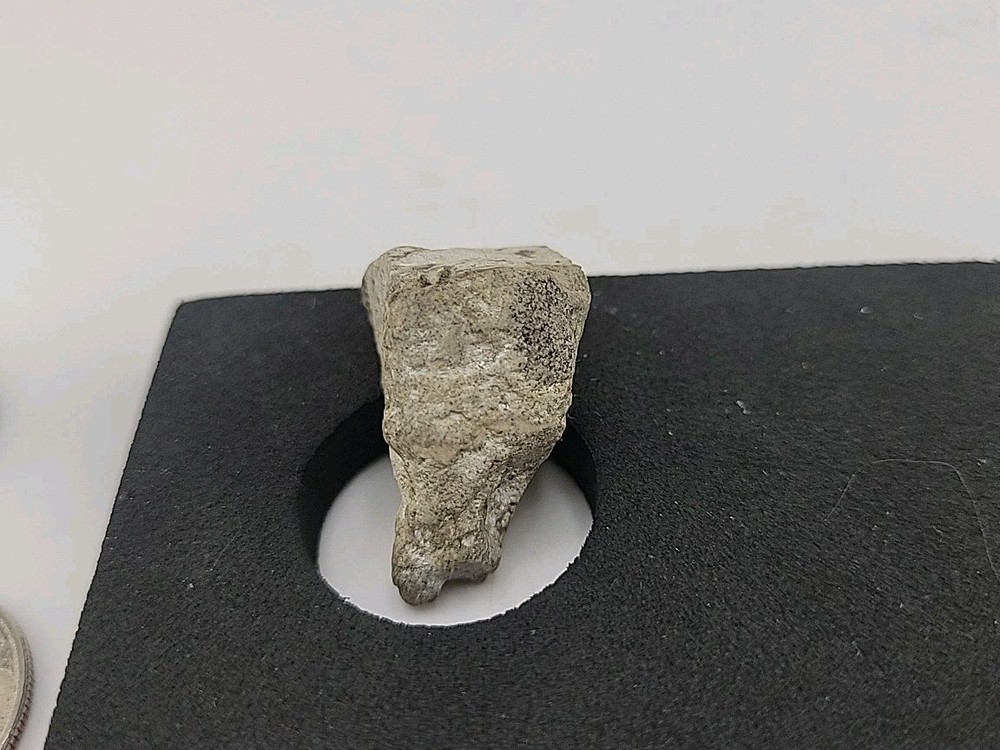 Triceratops Fossil Tooth