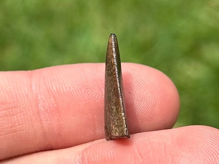 NICE Kryptops Dinosaur Tooth Fossil Niger Abelisaur Theropod Cretaceous