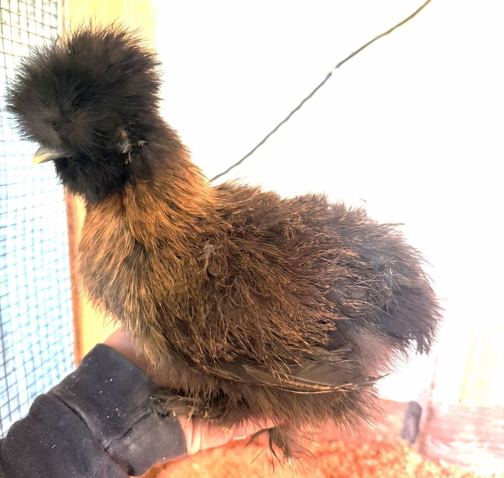 PURE Silkie Hatching Eggs (6)