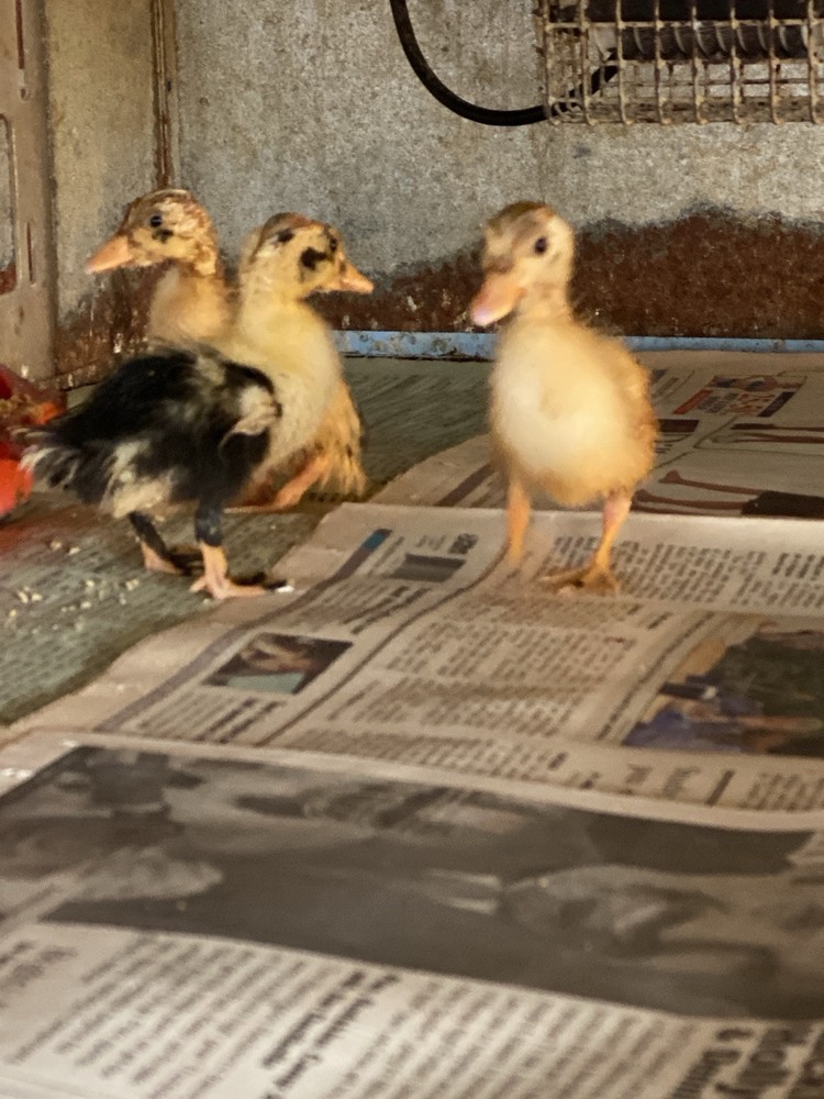 ancona duck eggs, Dozen