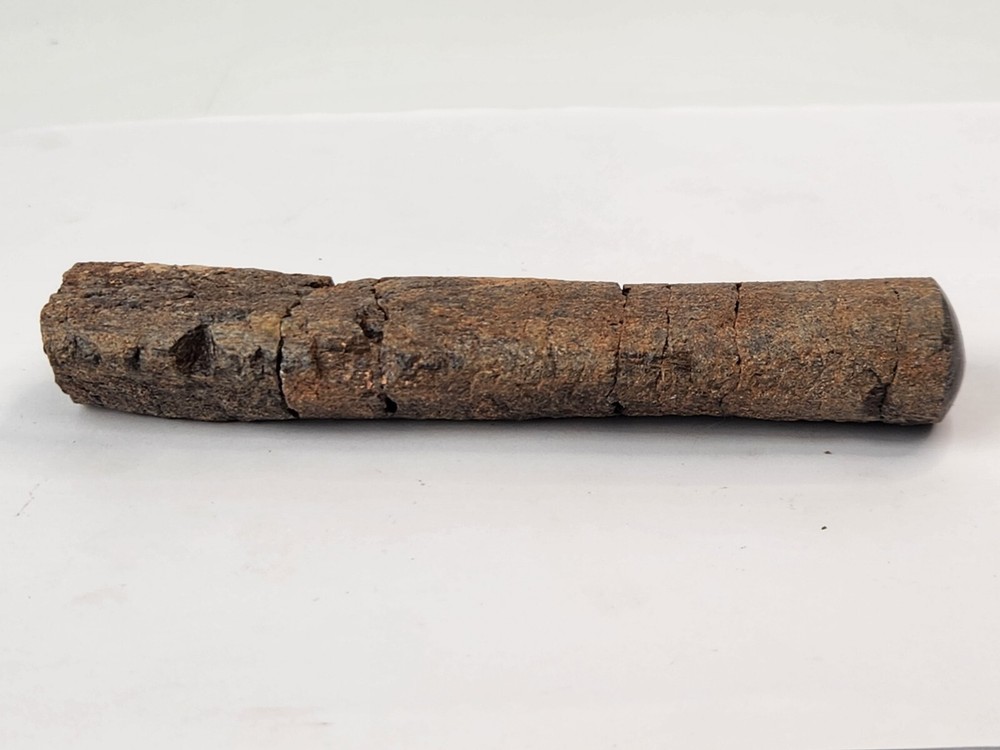 Polished Dinosaur Bone (Rib?) Fossil - Morrison Fm.