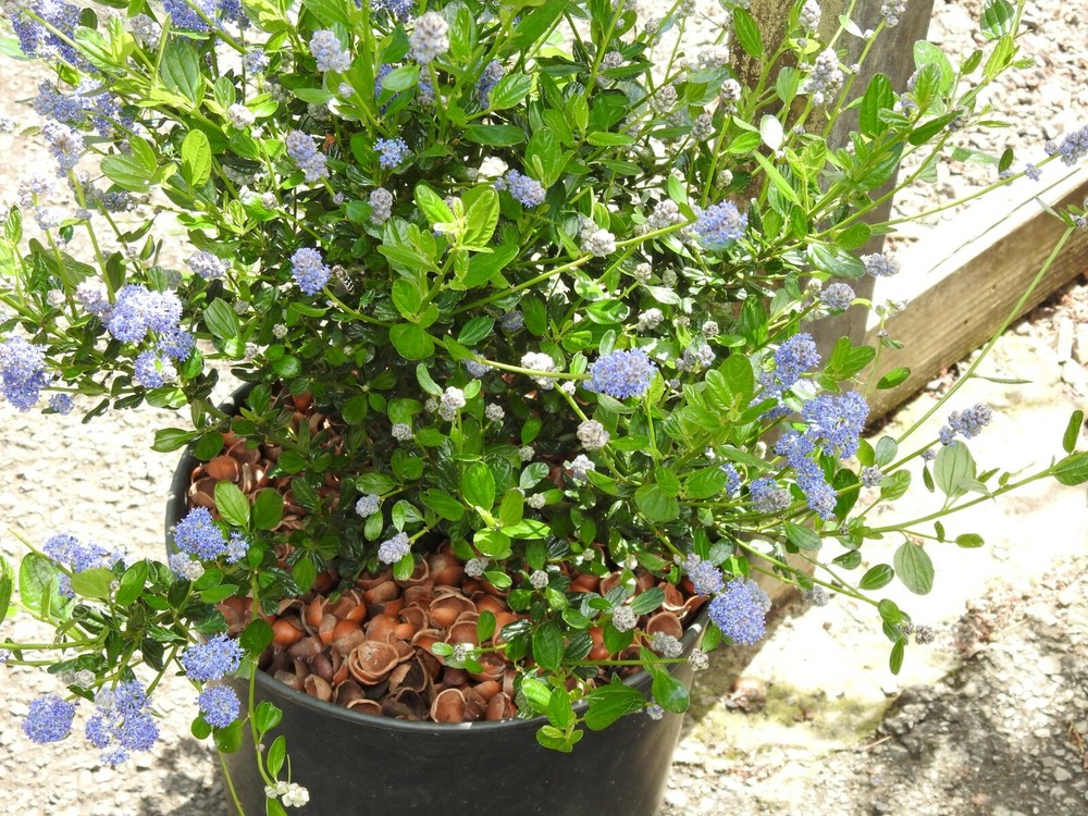 Hazel Shell Mulch - Amendment Product - 1.5 CF - 25 lbs.