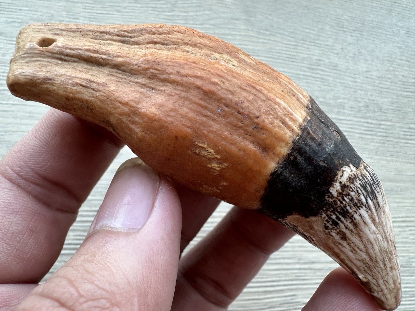 3.8” Ursus Spelaeus 25,000 Years Old Cave Bear Tooth Perfect Condition