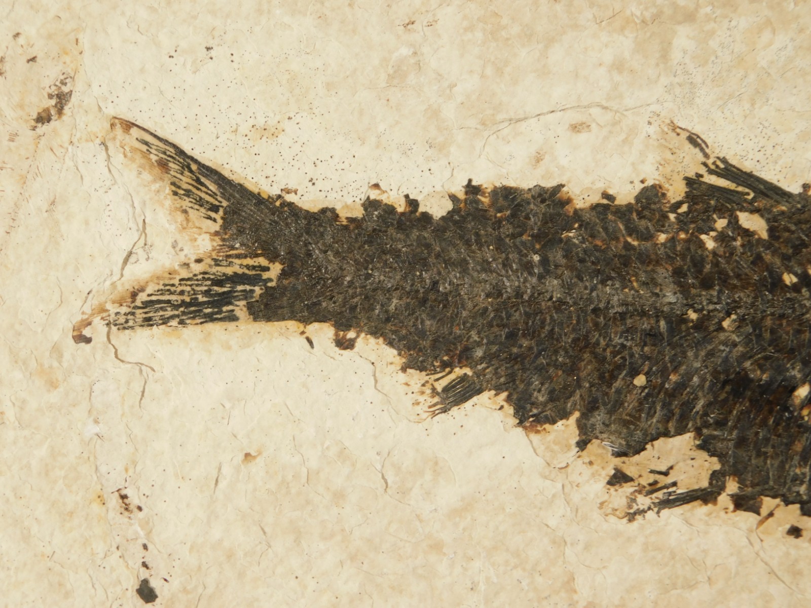 Larger! 50 Million Year Old Knightia FISH Fossil on Big Matrix Wyoming 721gr