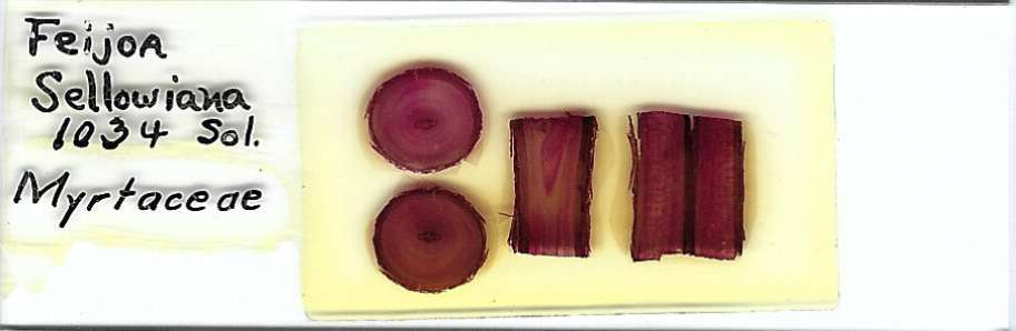 Feijoa sellowiana Microscope Slide
