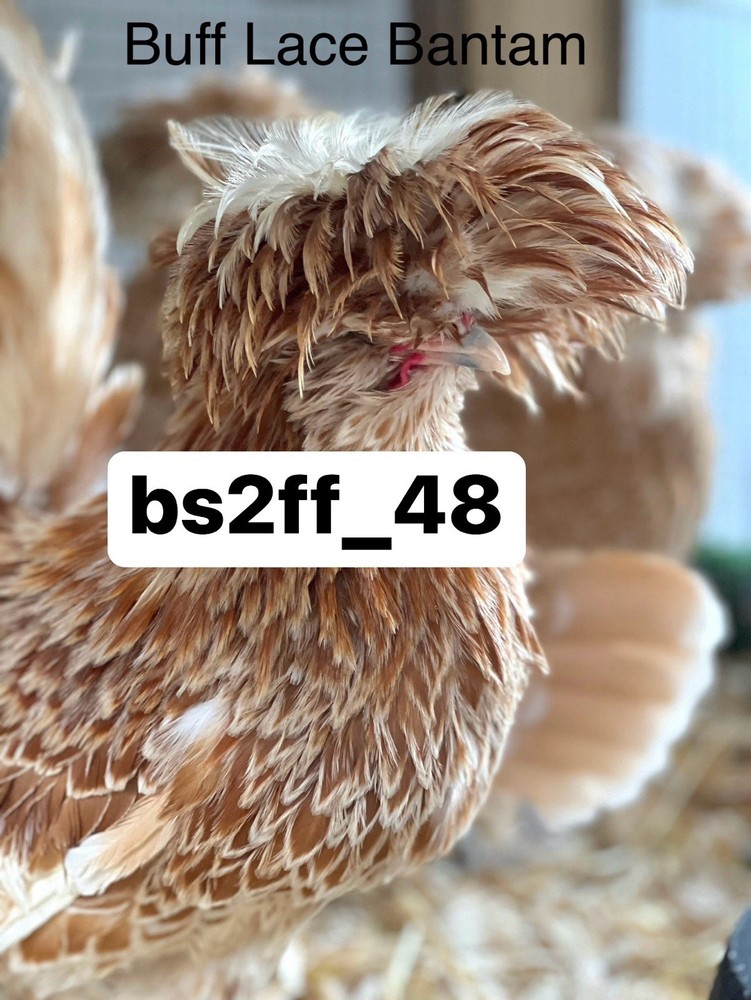 24+ Polish Hatching Eggs Variety Pack