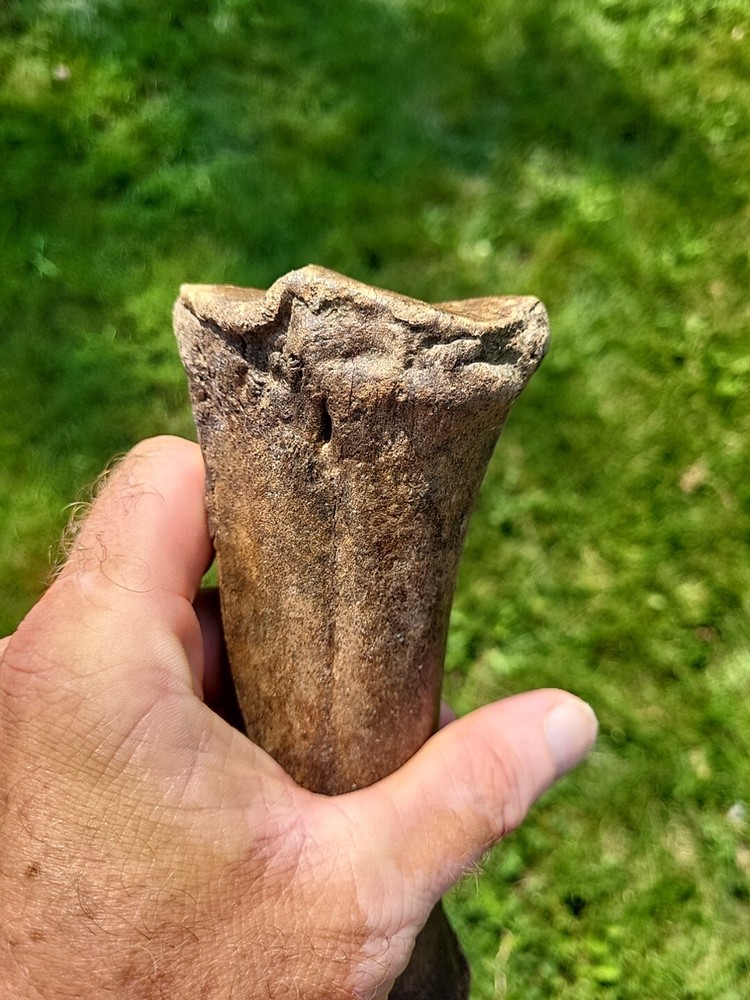 Bison metacarpal Historic bison foot bone