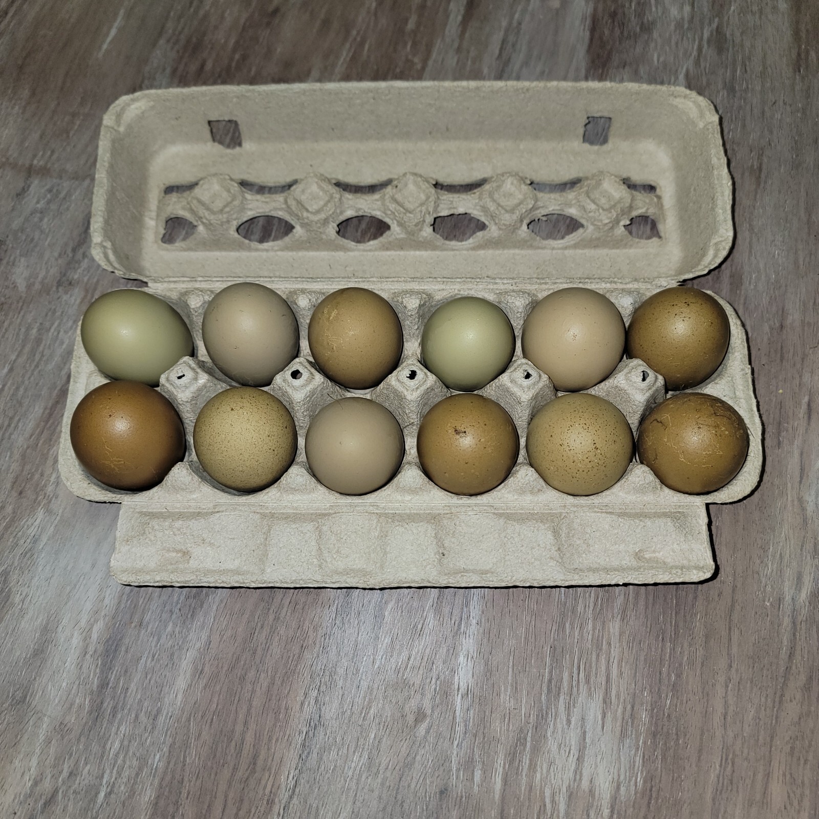 5+ F2 - F4 Olive Egger Hatching Eggs | Fast Free Shipping | TN NPIP CERTIFIED