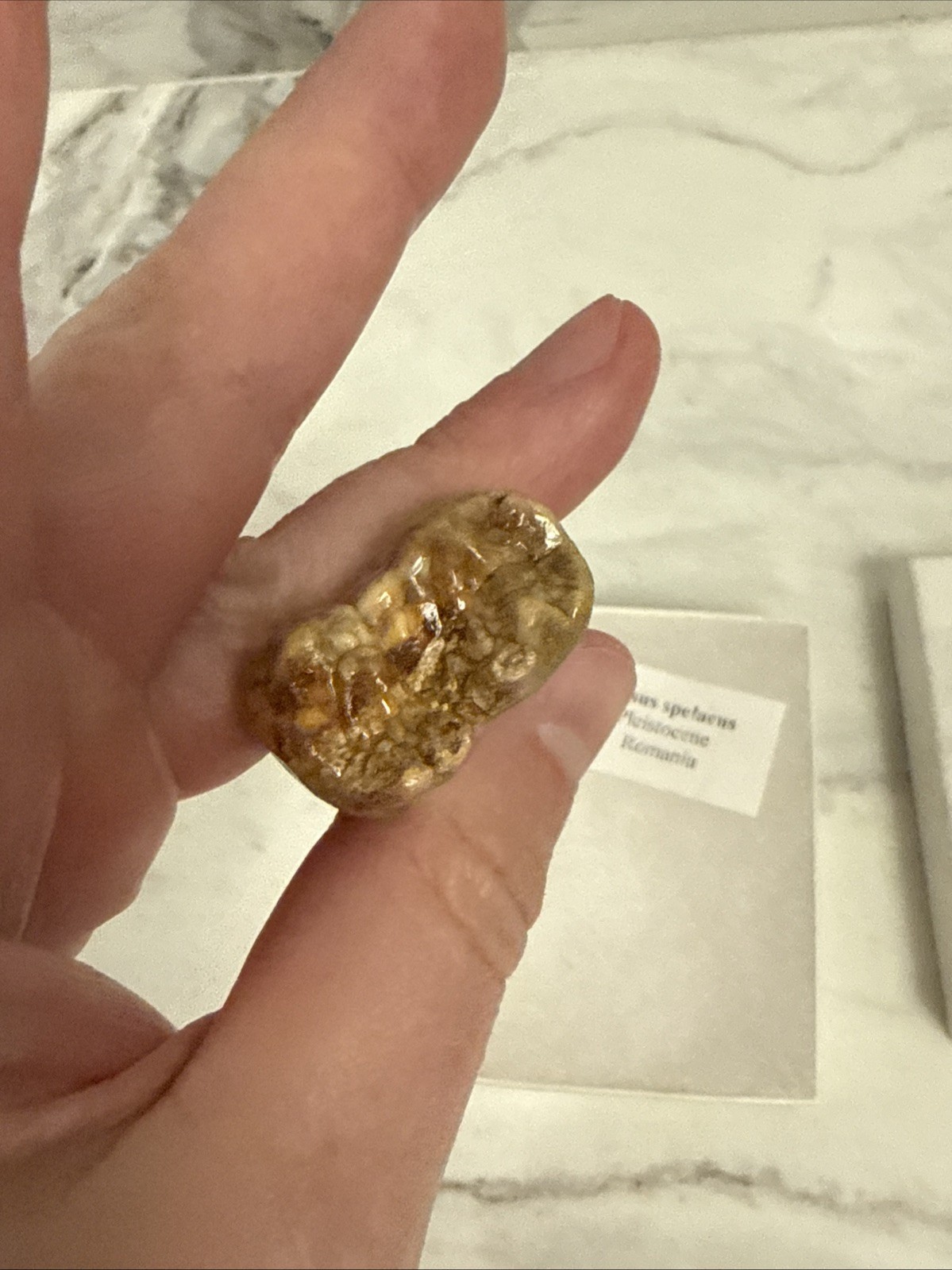 Cave Bear Tooth Molar Fossil From Romania Approximately 25,000 Years Old