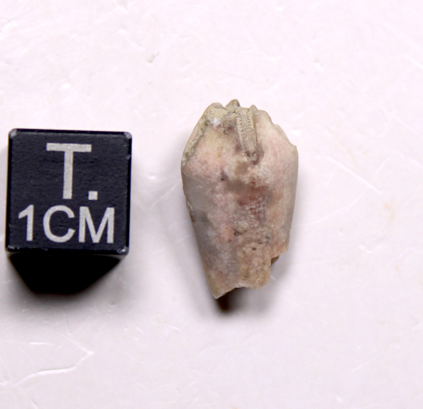 Troosticrinus reinwardti Blastoid Fossil Silurian Tennessee Brownsport Formation