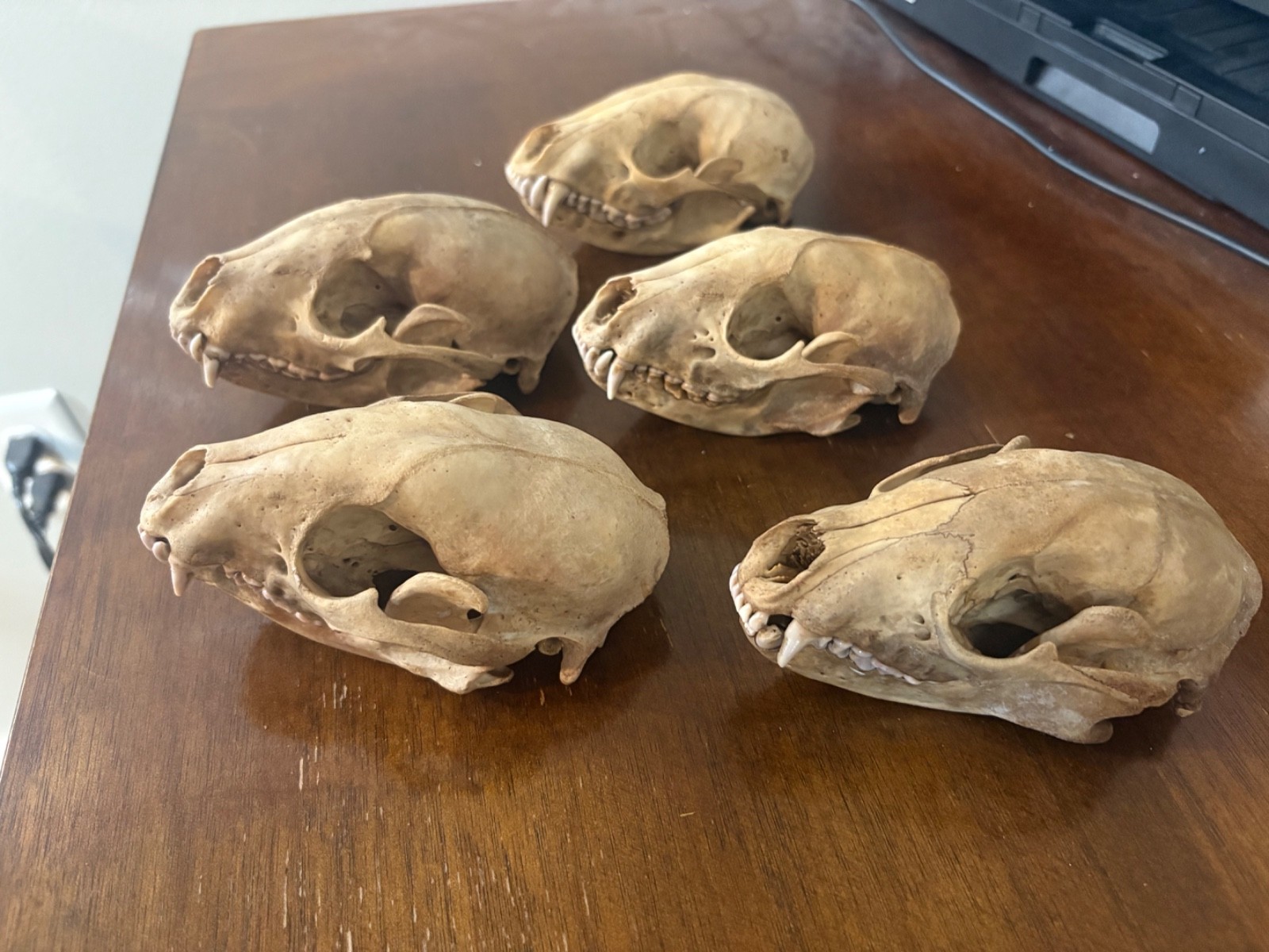 5 beetle cleaned raccoon skulls