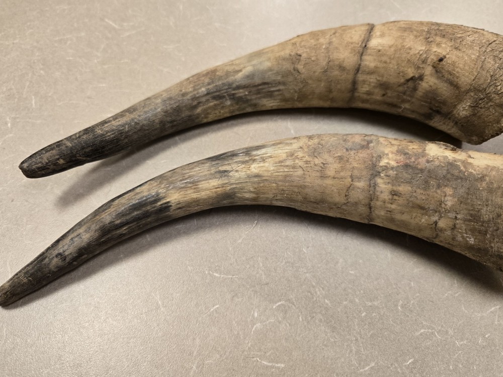 Lot Unfinished Muzzleloader Black Powder Horns