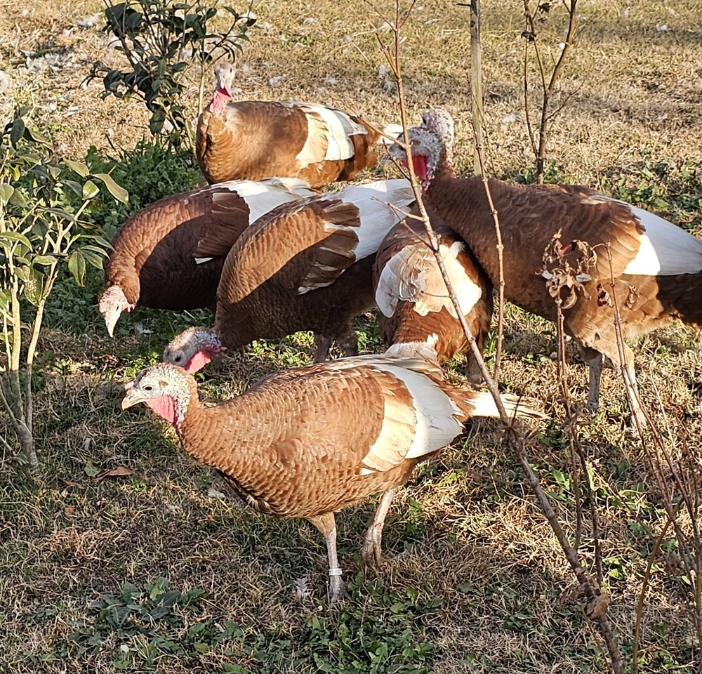 12 Bourbon Red Turkey Hatching Eggs