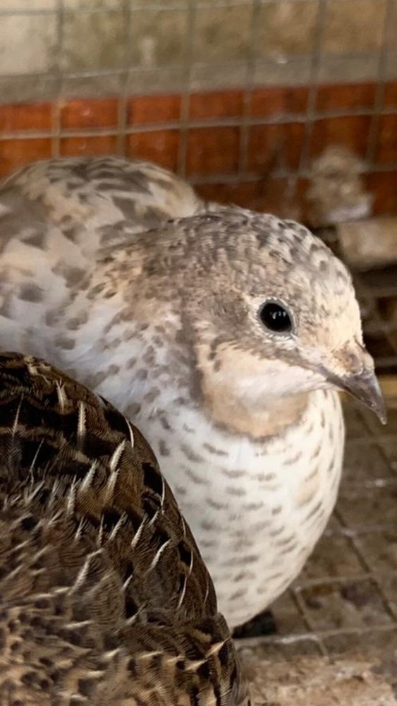 15 Button Quail Hatching Eggs