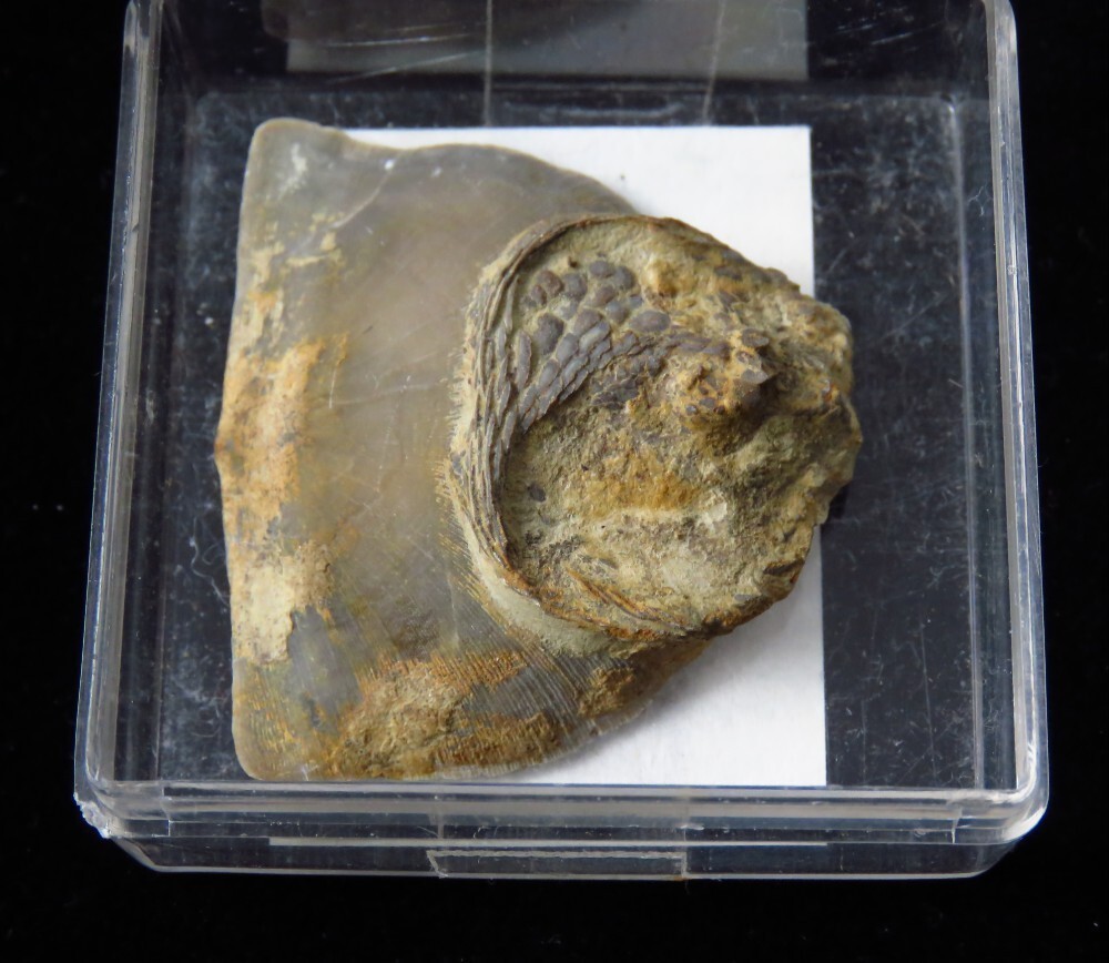 Edrioaseroid- 1 1/2"- Isoroph;us cincinnatiensis - Ordovician-Cincinnati, Ohio
