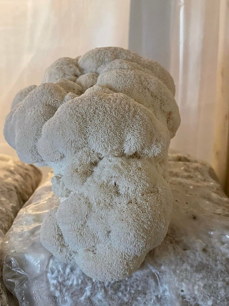 Mushroom Kits