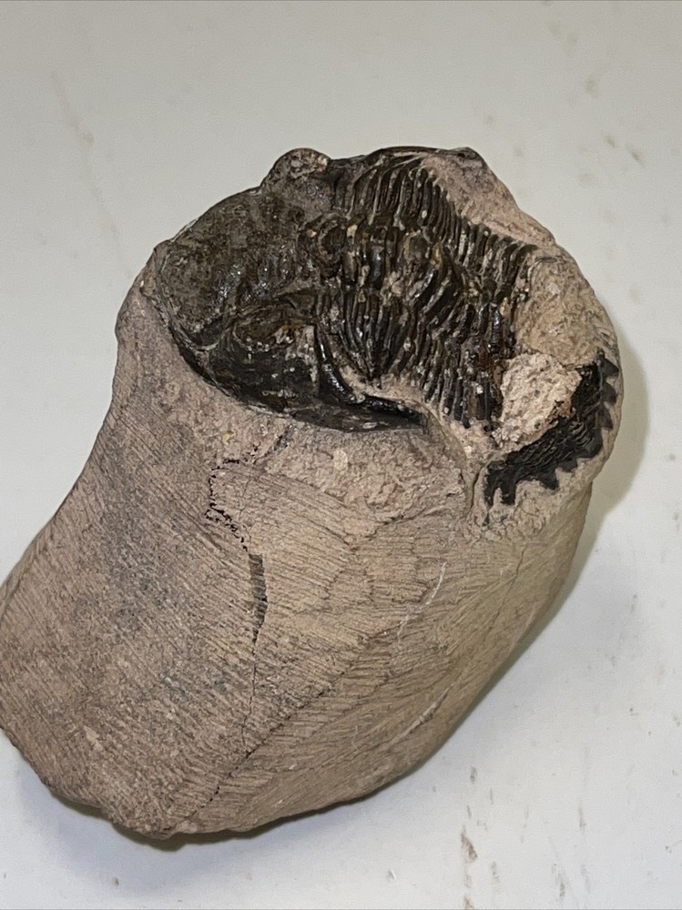 2.5 in) Trilobite