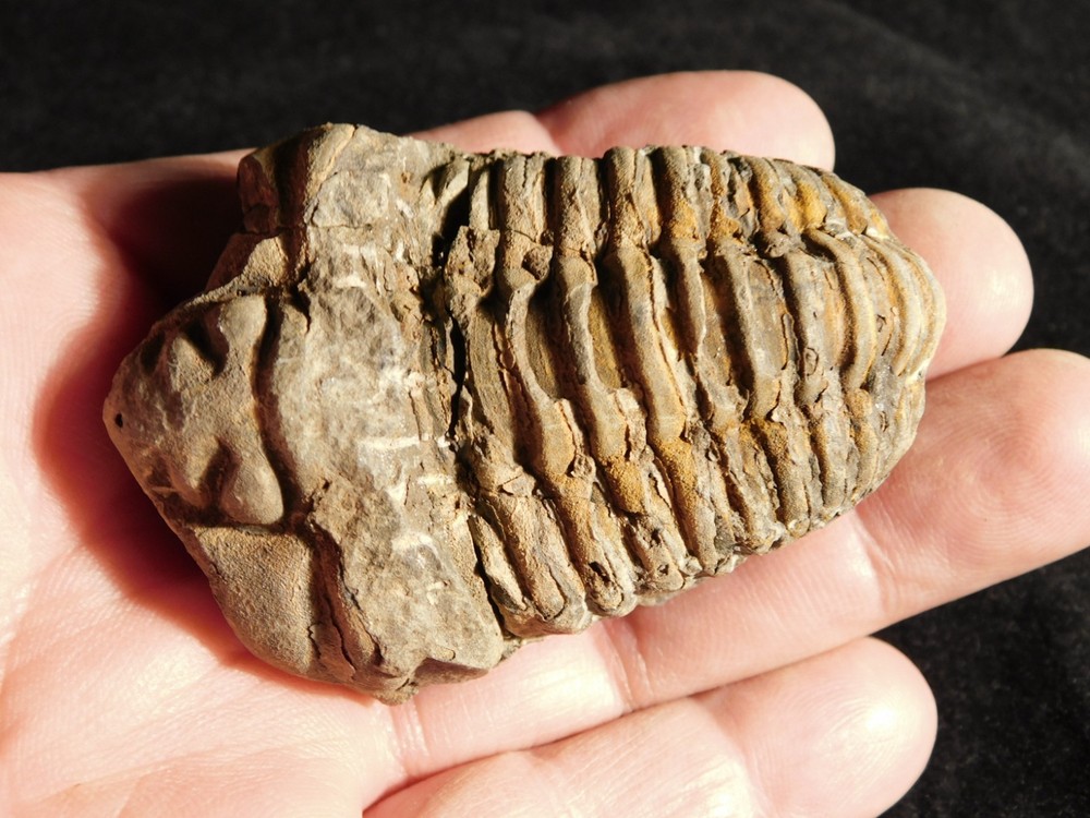 Big! 460 MILLION Year Old! Flexicalymene TRILOBITE Fossil Morocco 106gr