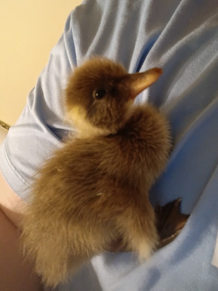 pure bred Indian runner duck hatching eggs