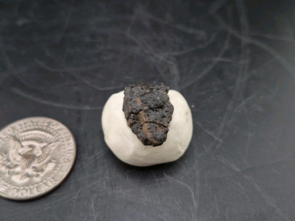 Fossil Dinosaur Permineralized Tooth T-rex 🦖