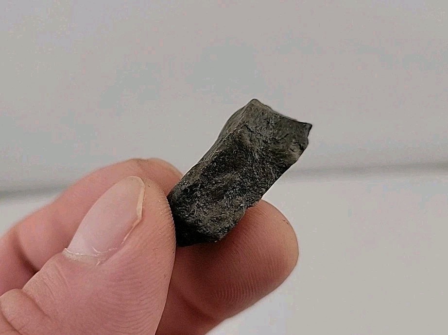Fossil Dinosaur Permineralized Tooth T-rex 🦖