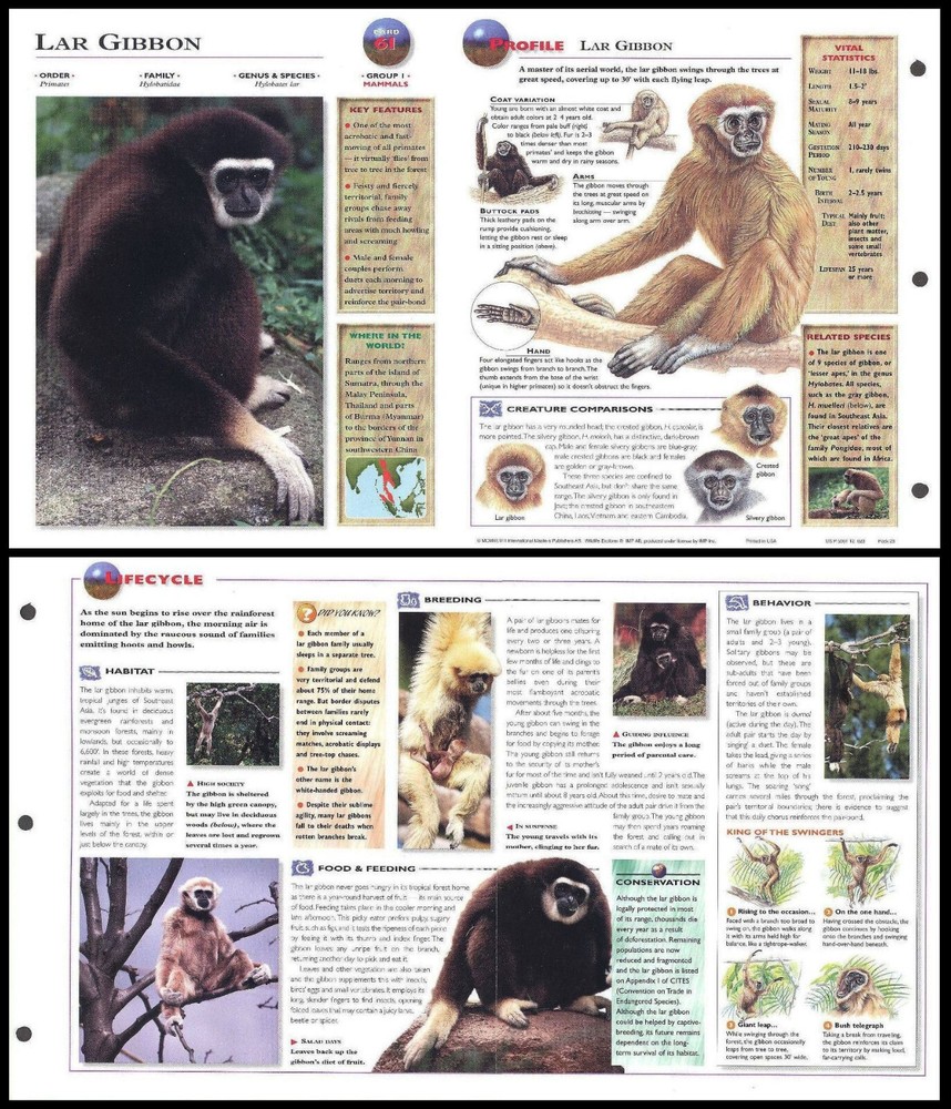Fold-Out Sheet - Lar Gibbon - 61