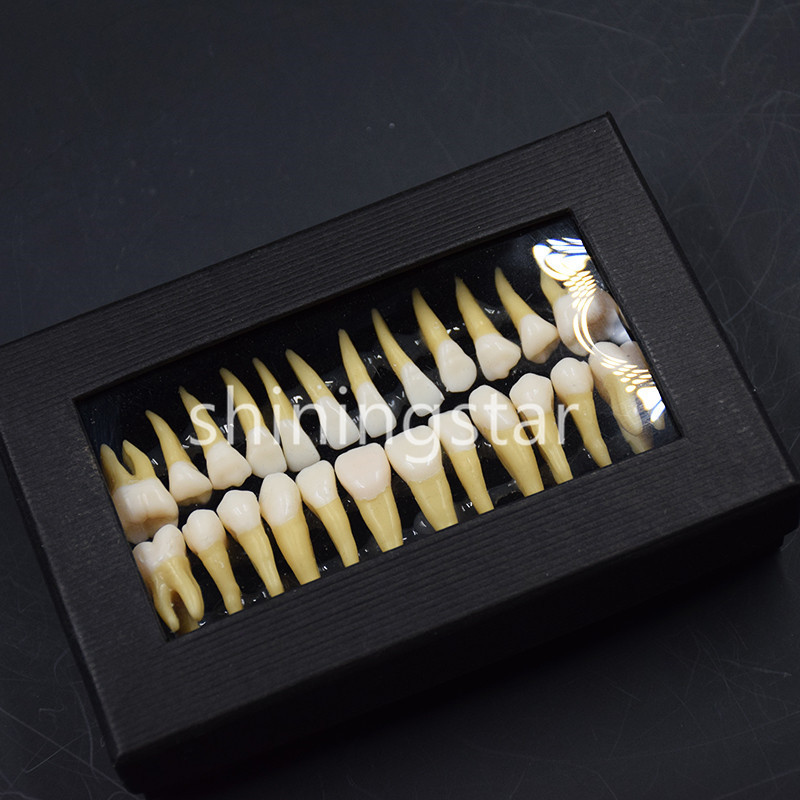 Full Upper Lower Tooth 1:1 Permanent Teeth Demonstration Teach Study Model 7008