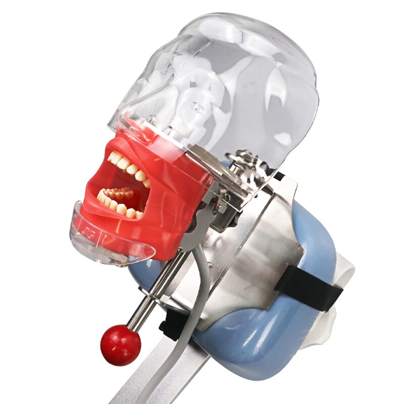 Dental Manual Manikin Simulator Phantom Head Model with 28pcs Replacement Teeth