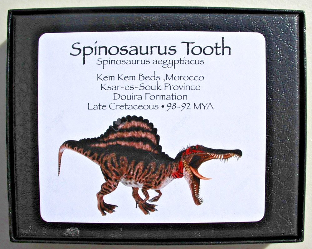 Authentic 1.75" Spinosaurus Tooth in Riker Mount