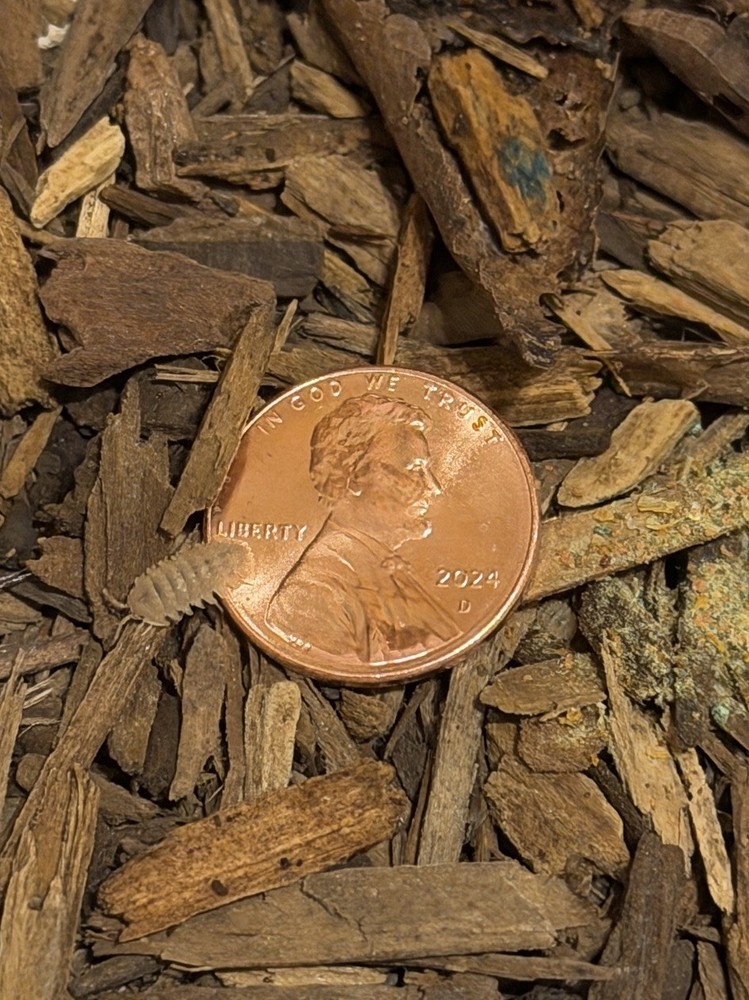 Pineapple spiky isopods