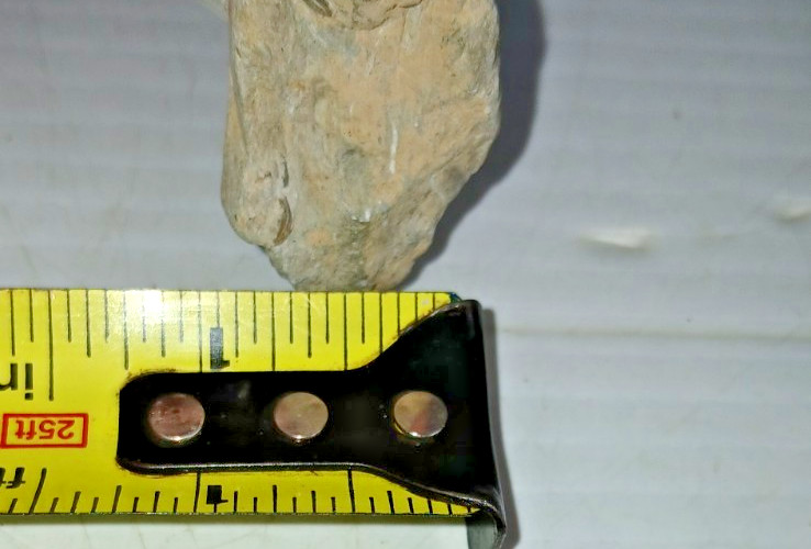 Trilobite Fossil