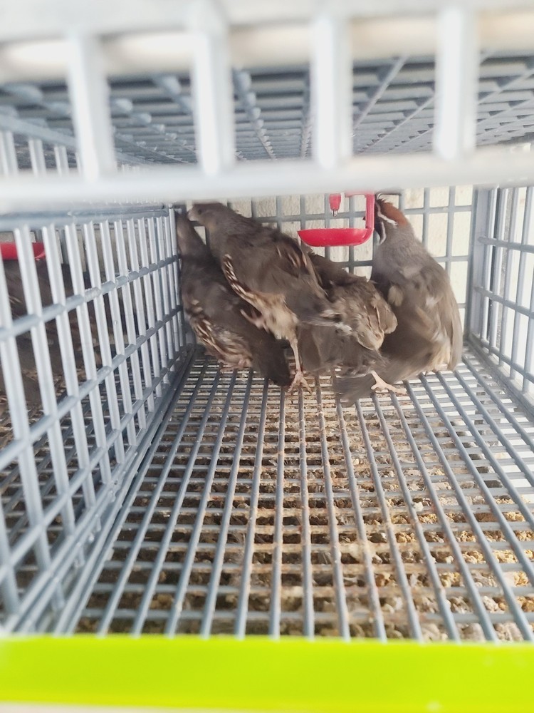 25 Gambel hatching eggs Ready Now