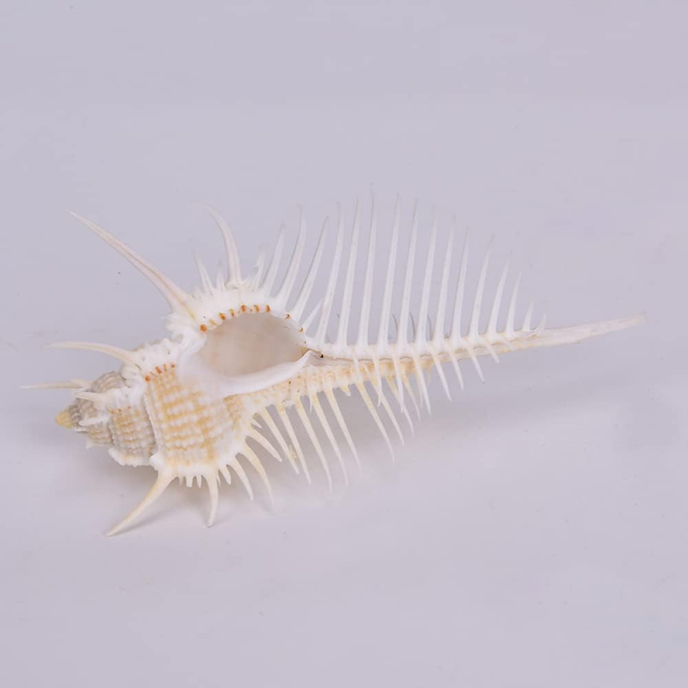 Natural Conch Sea Shells Seashells Perfect for Wedding Decor Beach Theme Party,