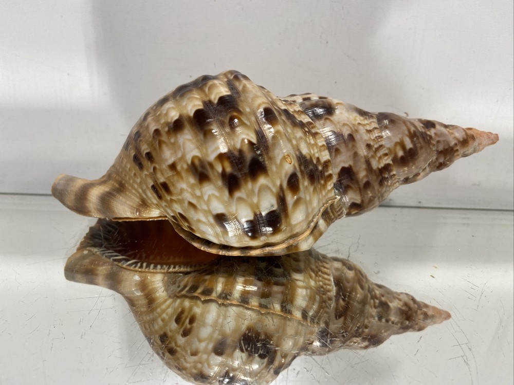 Seashell Large Size From Collection Rare and Beautiful