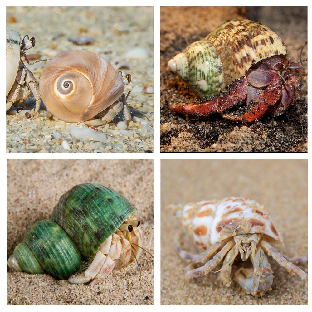 5 Pcs Large Hermit Crab Shells Turbo Seashells Beach Party Decorations