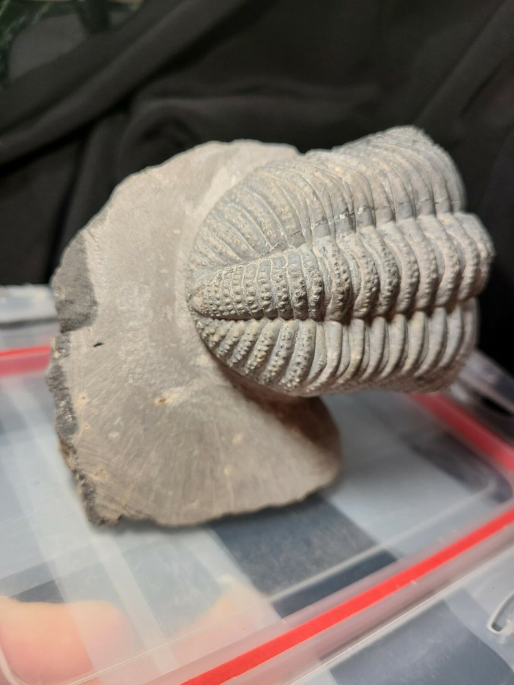 Massive 6" Drotops megalomanicus Trilobite from the Devonian Morocco