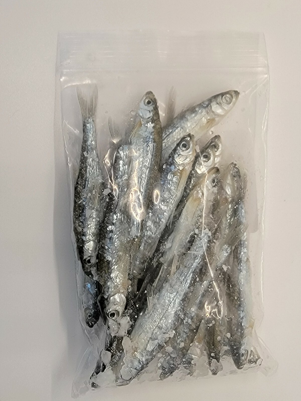 Bestbait Salted Emerald Shiners Preserved Minnows Free Shipping VHSv Free