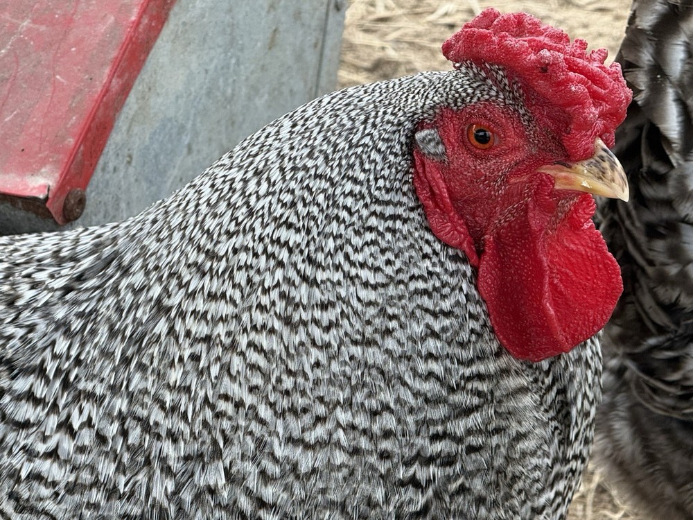 8 Dominique Chicken Hatching Eggs - Heritage Breed - IT SPRING HATCHING EGGS